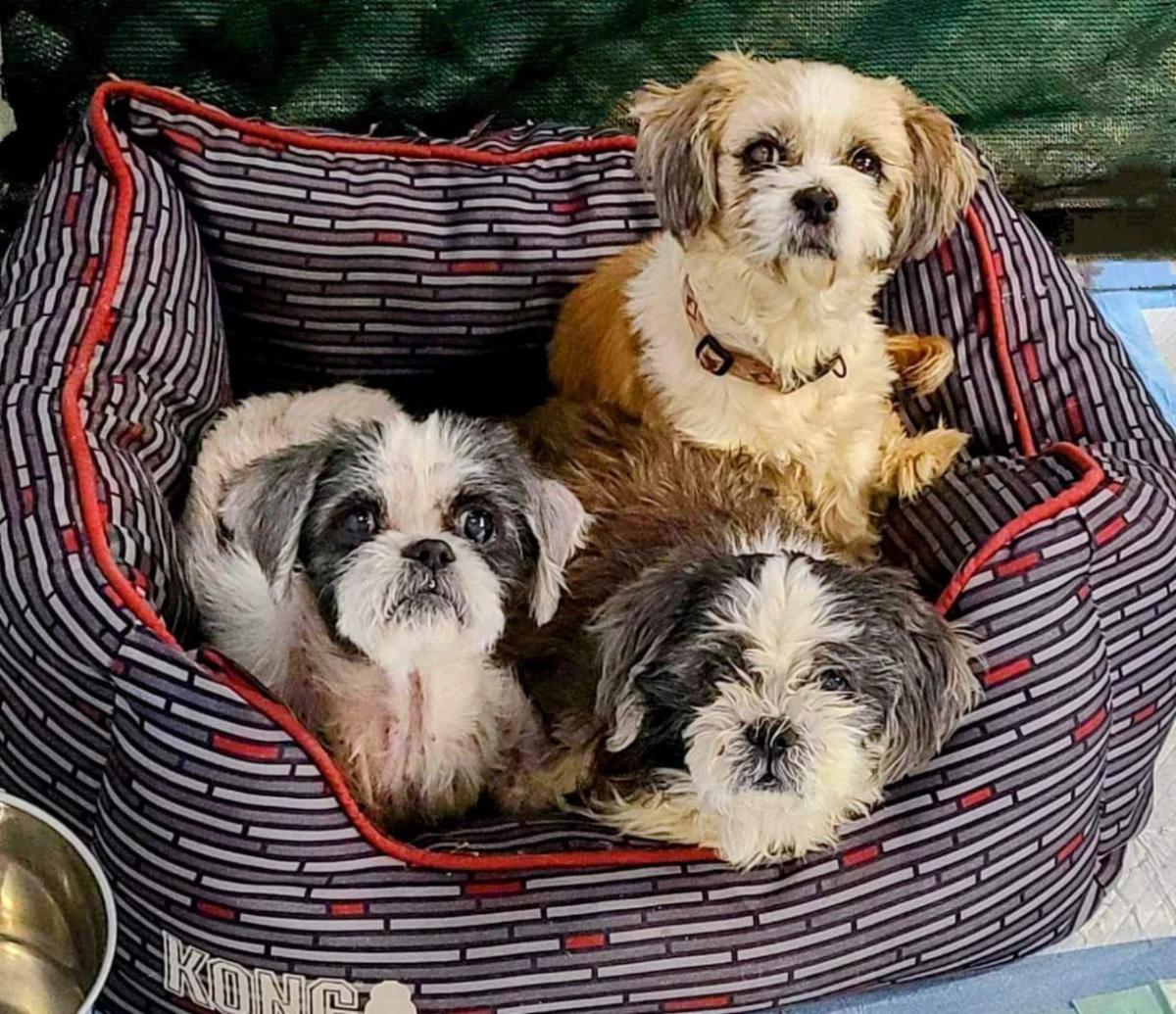 Shih Tzus Amy, Fatty Patty, and Molly