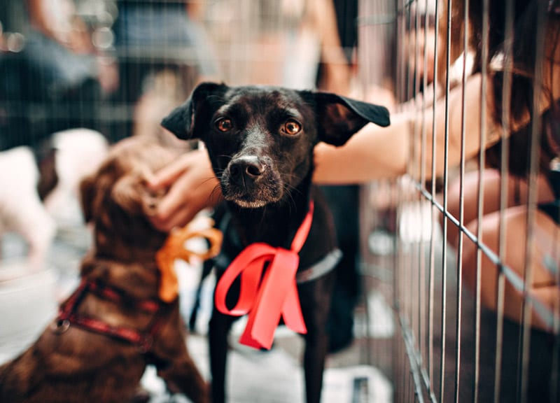 Two dogs in crate at adoption event
